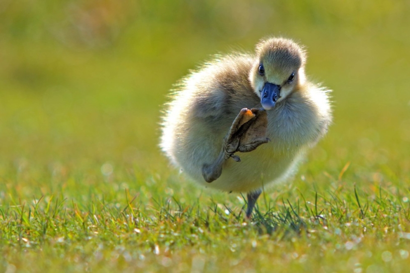 Finalists of the contest "Funny wildlife photos"