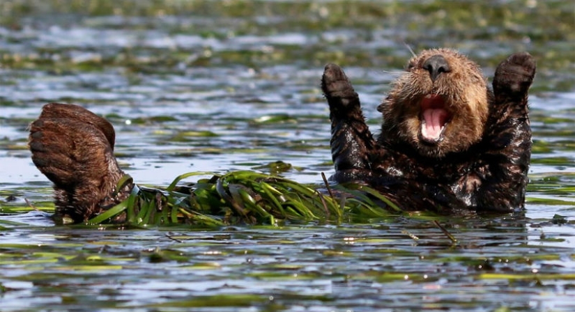 Finalists of the funniest photo contest in nature — Comedy Wildlife Awards 2017