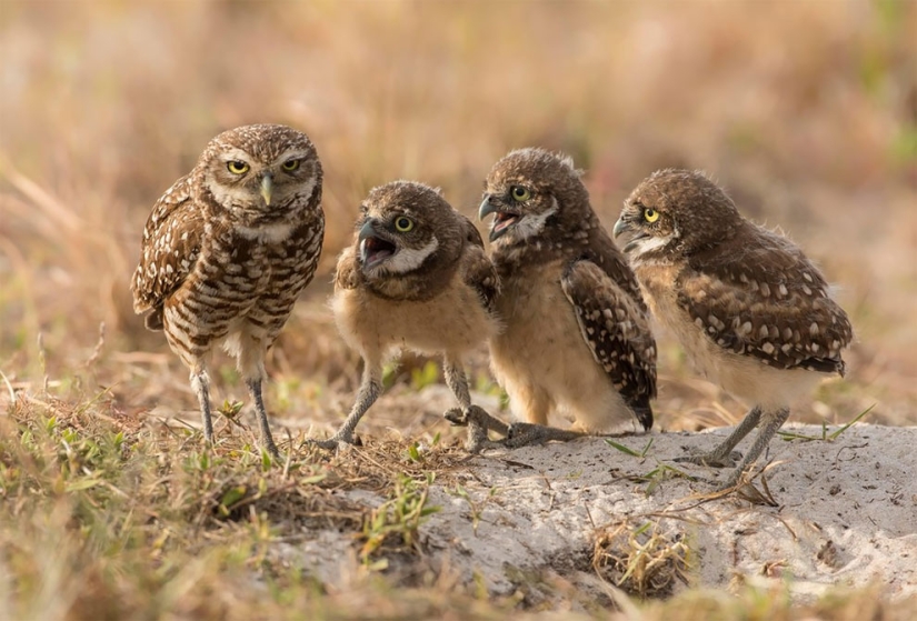 Finalists of the funniest photo contest in nature — Comedy Wildlife Awards 2017