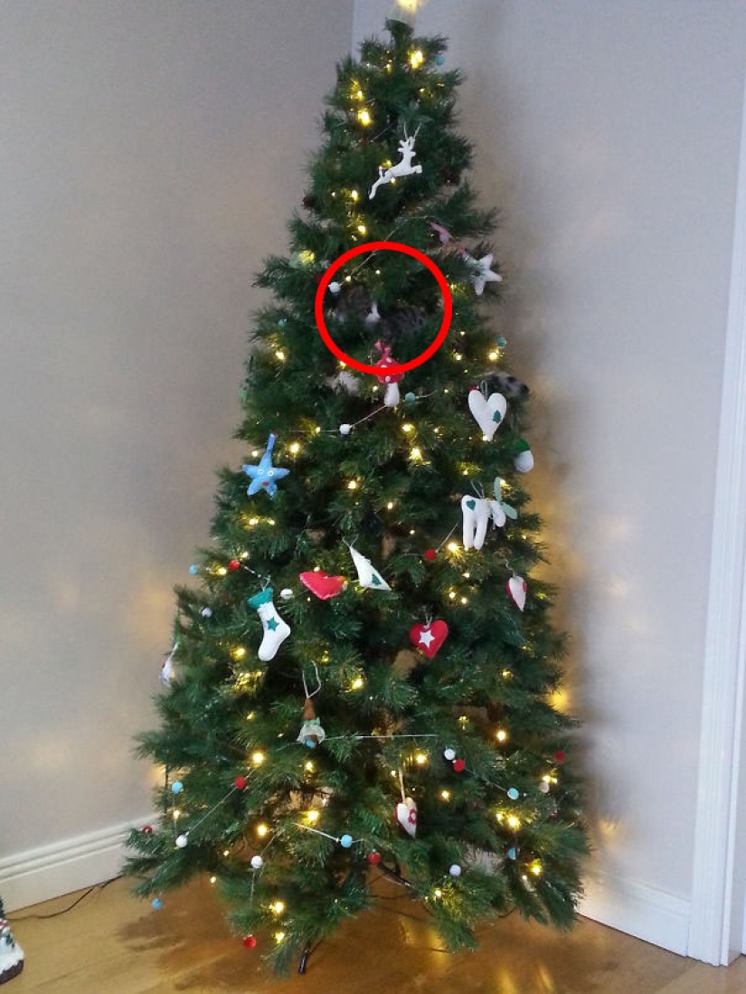 Find a cat: cunning mustachioed-striped, which can not be found in the photo Find a cat: cunning mustachioed-striped, which can not be found in the photo