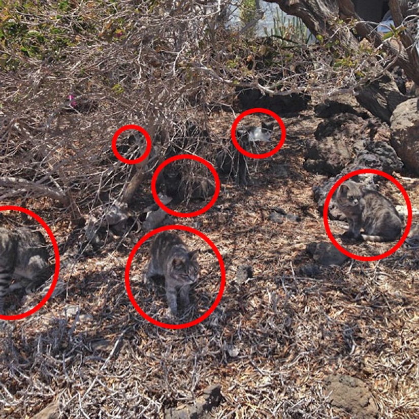 Find a cat: cunning mustachioed-striped, which can not be found in the photo Find a cat: cunning mustachioed-striped, which can not be found in the photo