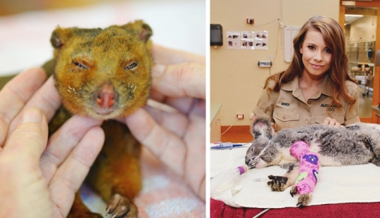 Fires in Australia: the family of famous animal rights activist Irwin saves animals from death Fires in Australia: the family of famous animal rights activist Irwin saves animals from death