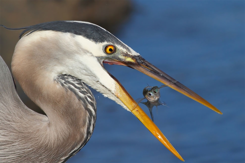 Flickr has selected the 25 best photos from users for 2017 Flickr has selected the 25 best photos from users for 2017