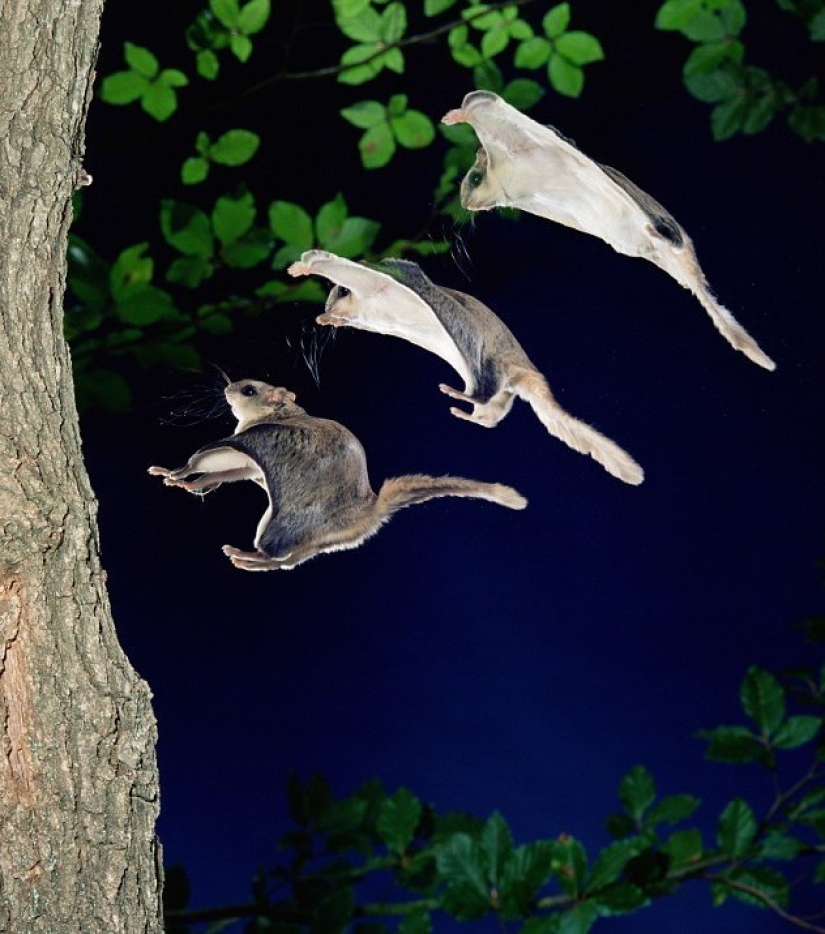 Flight of the Southern Flying Squirrel