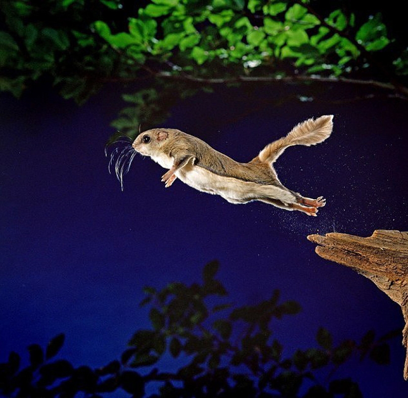 Flight of the Southern Flying Squirrel