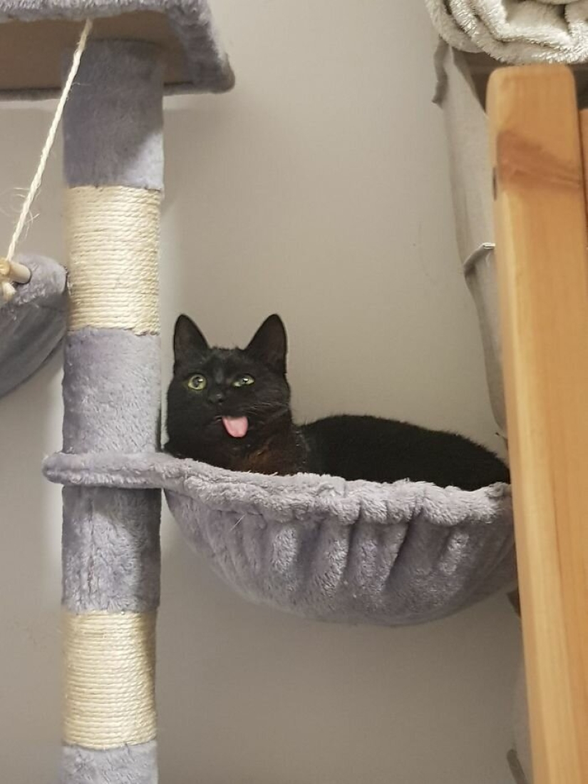 Fluffy love: how the rescued cat Tzimes with his tongue hanging out found a family Fluffy love: how the rescued cat Tzimes with his tongue hanging out found a family