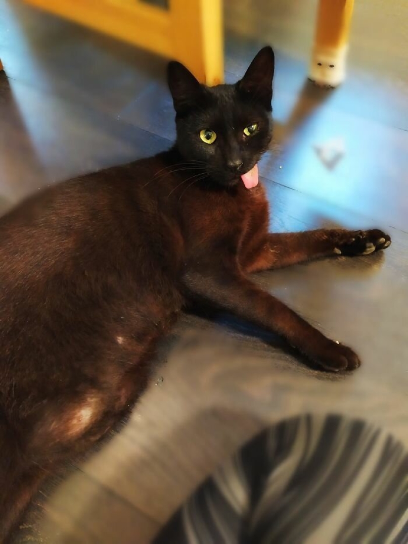 Fluffy love: how the rescued cat Tzimes with his tongue hanging out found a family Fluffy love: how the rescued cat Tzimes with his tongue hanging out found a family