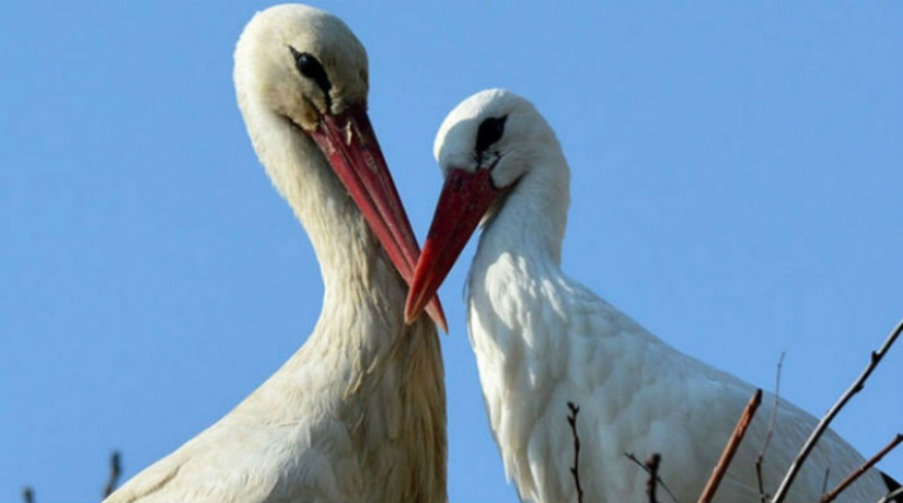 For 15 years now, the stork, overcoming 13 thousand kilometers, arrives to his wounded girlfriend For 15 years now, the stork, overcoming 13 thousand kilometers, arrives to his wounded girlfriend