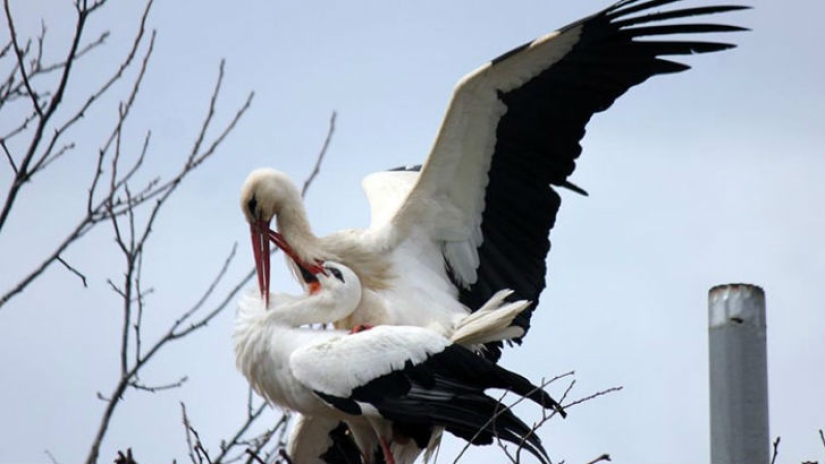 For 15 years now, the stork, overcoming 13 thousand kilometers, arrives to his wounded girlfriend For 15 years now, the stork, overcoming 13 thousand kilometers, arrives to his wounded girlfriend