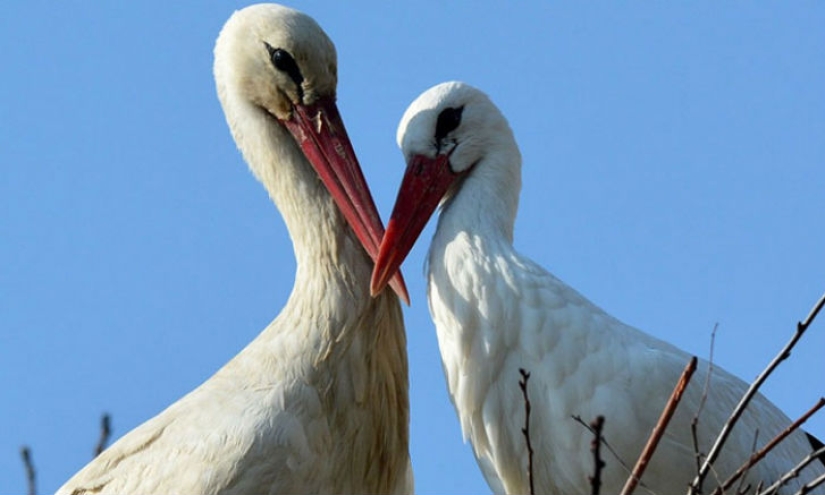 For 15 years now, the stork, overcoming 13 thousand kilometers, arrives to his wounded girlfriend For 15 years now, the stork, overcoming 13 thousand kilometers, arrives to his wounded girlfriend
