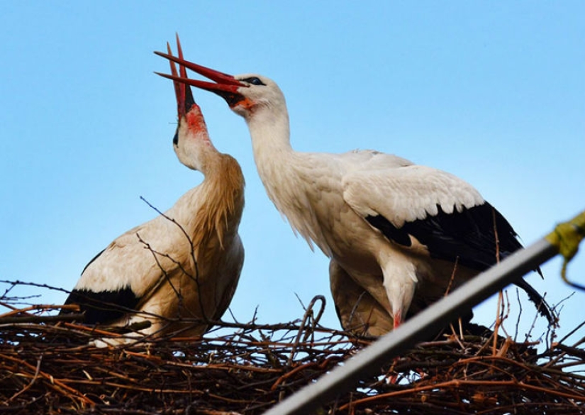 For 15 years now, the stork, overcoming 13 thousand kilometers, arrives to his wounded girlfriend For 15 years now, the stork, overcoming 13 thousand kilometers, arrives to his wounded girlfriend