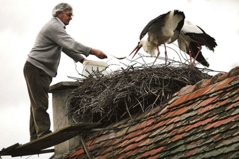For 15 years now, the stork, overcoming 13 thousand kilometers, arrives to his wounded girlfriend For 15 years now, the stork, overcoming 13 thousand kilometers, arrives to his wounded girlfriend