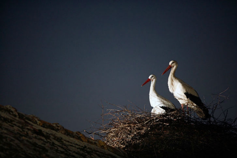 For 15 years now, the stork, overcoming 13 thousand kilometers, arrives to his wounded girlfriend For 15 years now, the stork, overcoming 13 thousand kilometers, arrives to his wounded girlfriend