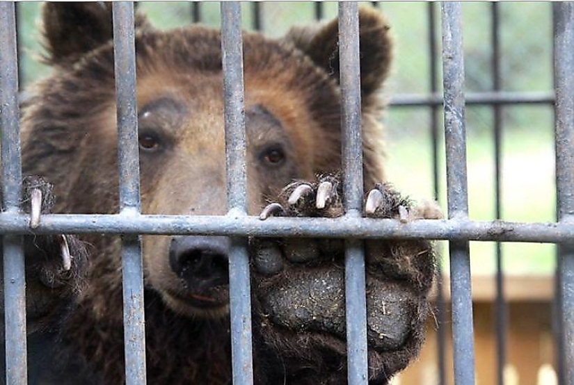 For what the bear Katerina is serving a life sentence in a Kazakh colony