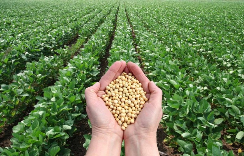 ¡Fortalece los huesos! ¿Qué alimentos contienen más calcio que la leche?