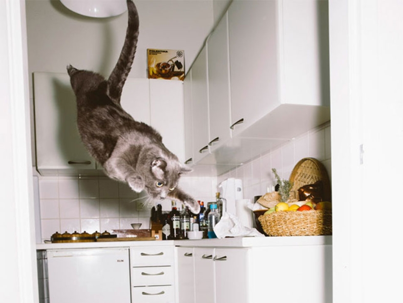 Fotógrafo austriaco dispara a gatos voladores