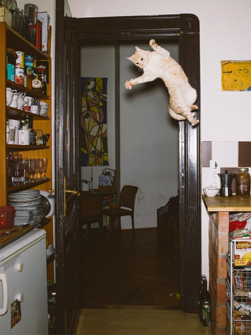 Fotógrafo austriaco dispara a gatos voladores