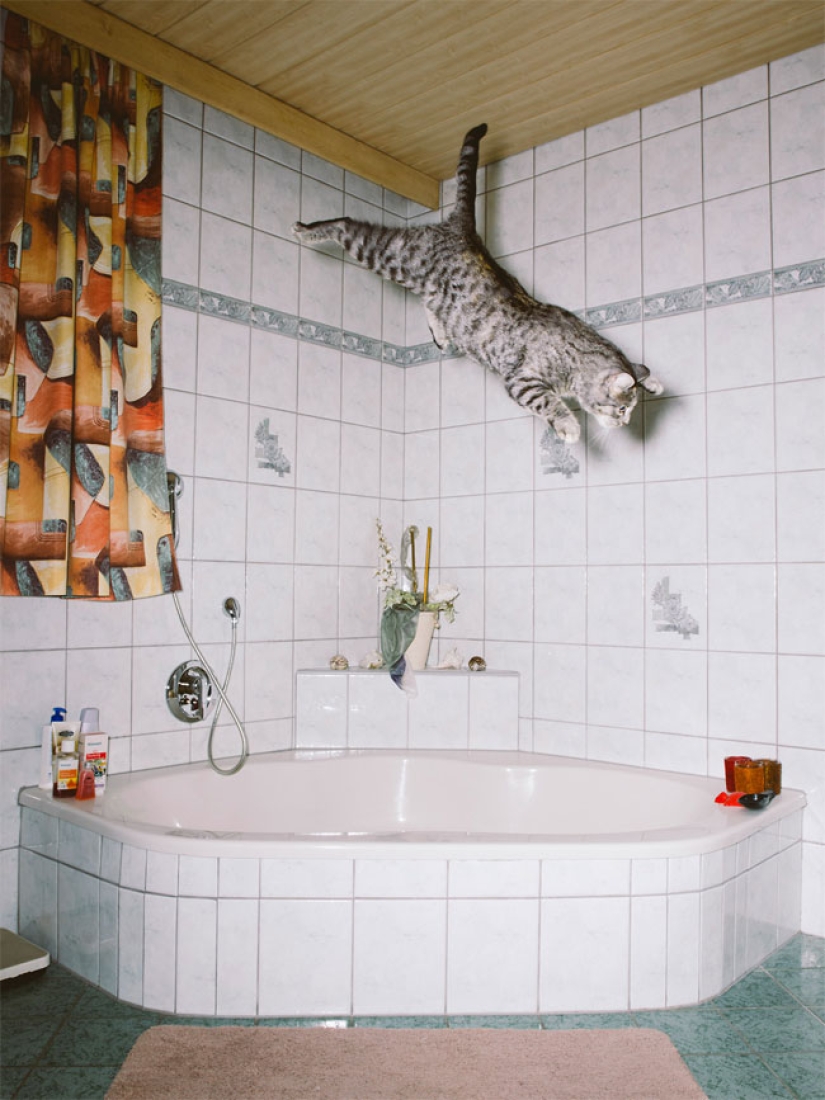Fotógrafo austriaco dispara a gatos voladores