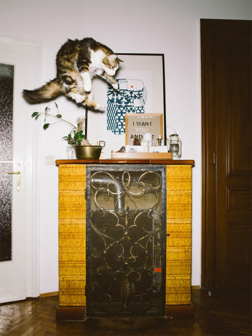 Fotógrafo austriaco dispara a gatos voladores