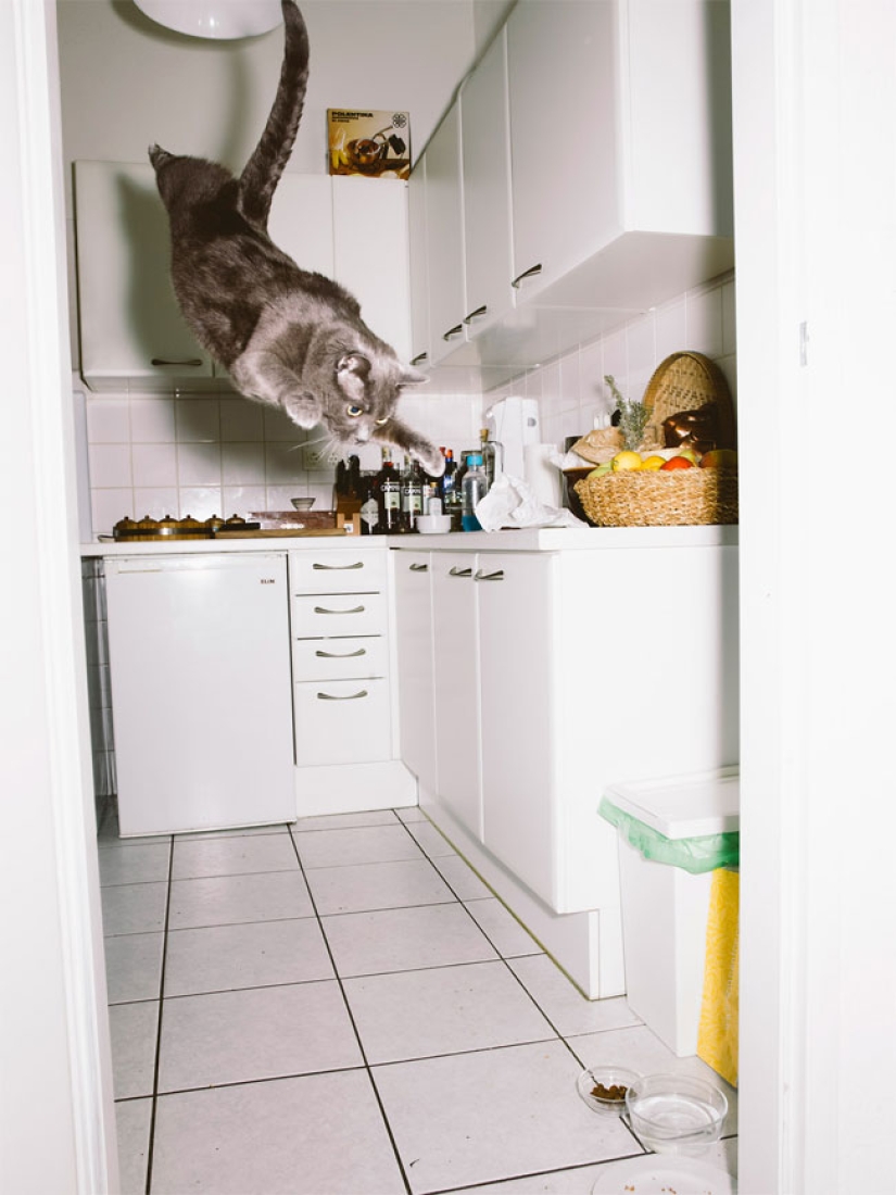 Fotógrafo austriaco dispara a gatos voladores