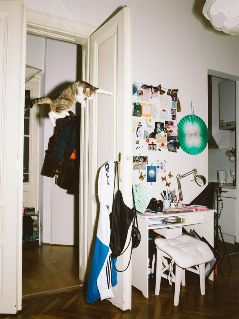 Fotógrafo austriaco dispara a gatos voladores