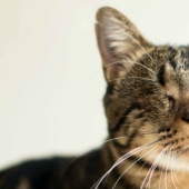 Fotógrafo dispara a gatos ciegos para ayudarlos a encontrar dueños