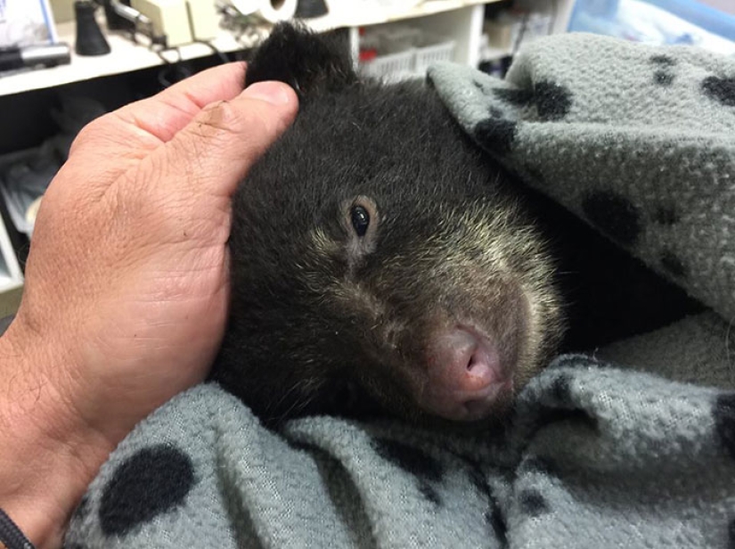 Fotógrafo salvó a un cachorro de oso moribundo, arriesgándose a ir a la cárcel por ello