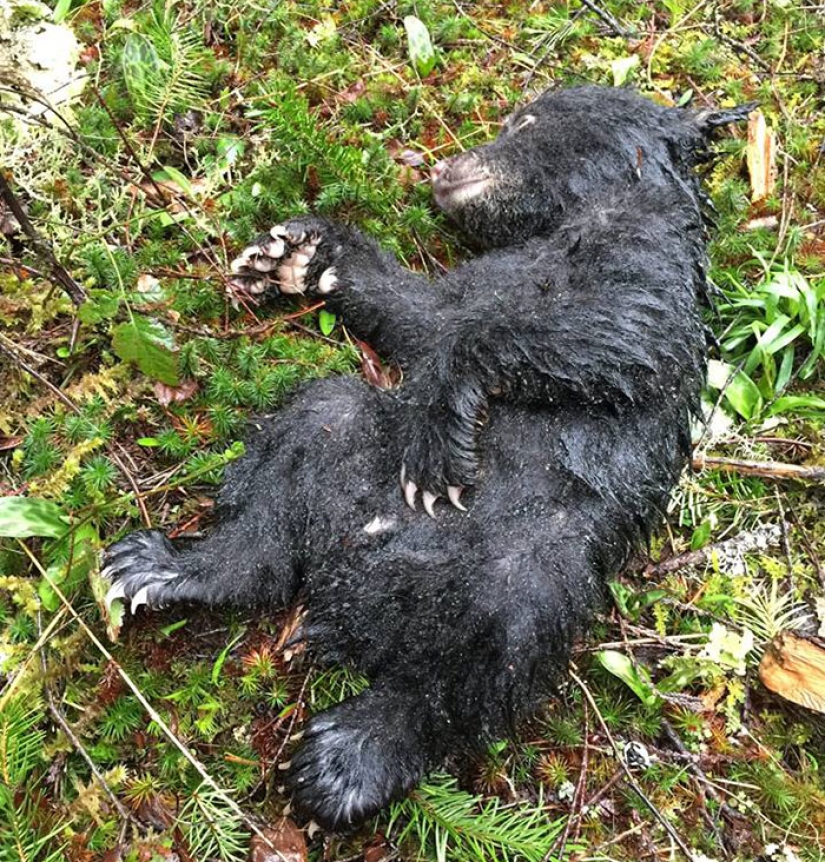 Fotógrafo salvó a un cachorro de oso moribundo, arriesgándose a ir a la cárcel por ello