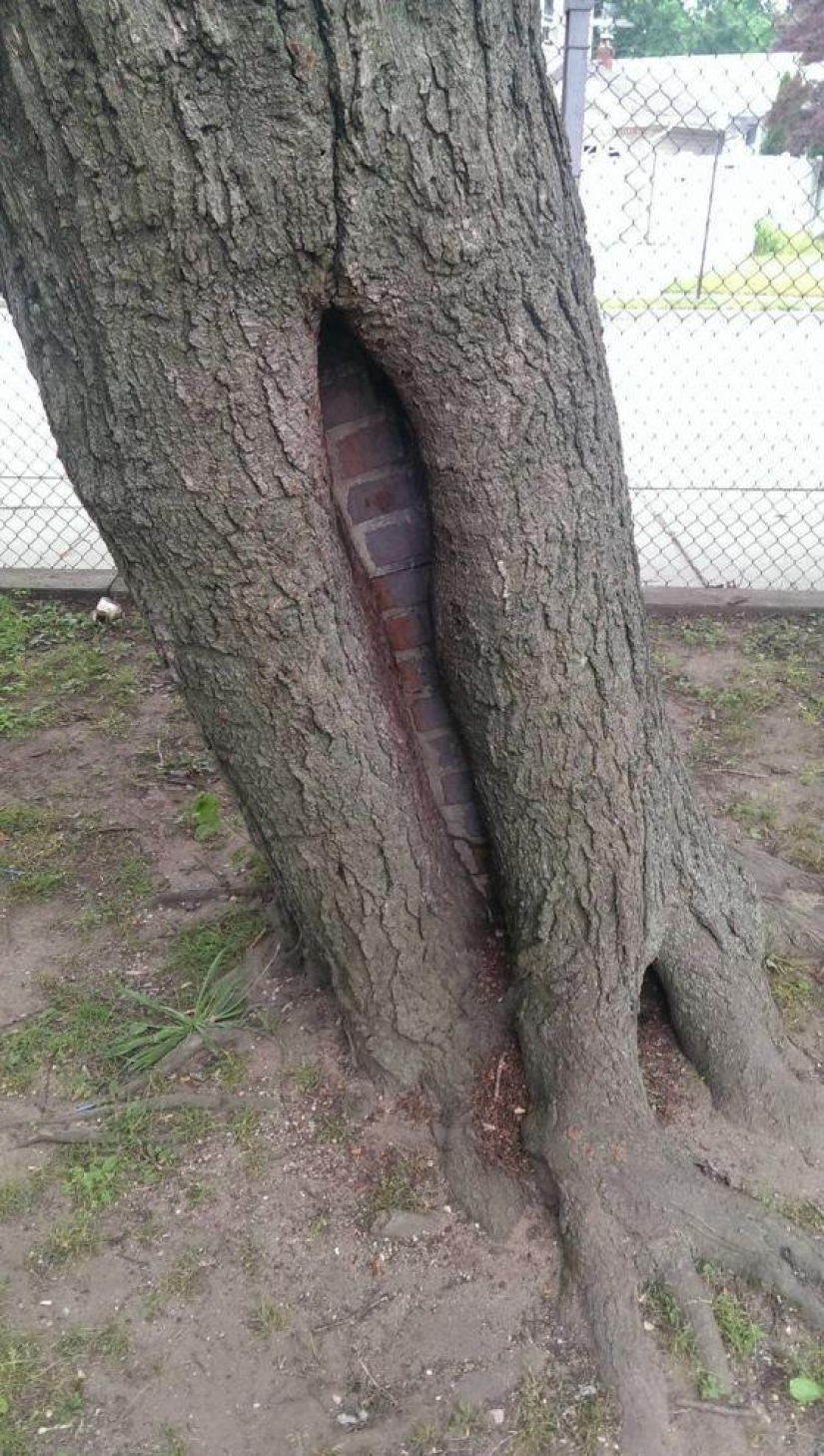 Fotos de cosas increíbles que puedes ver una vez en la vida