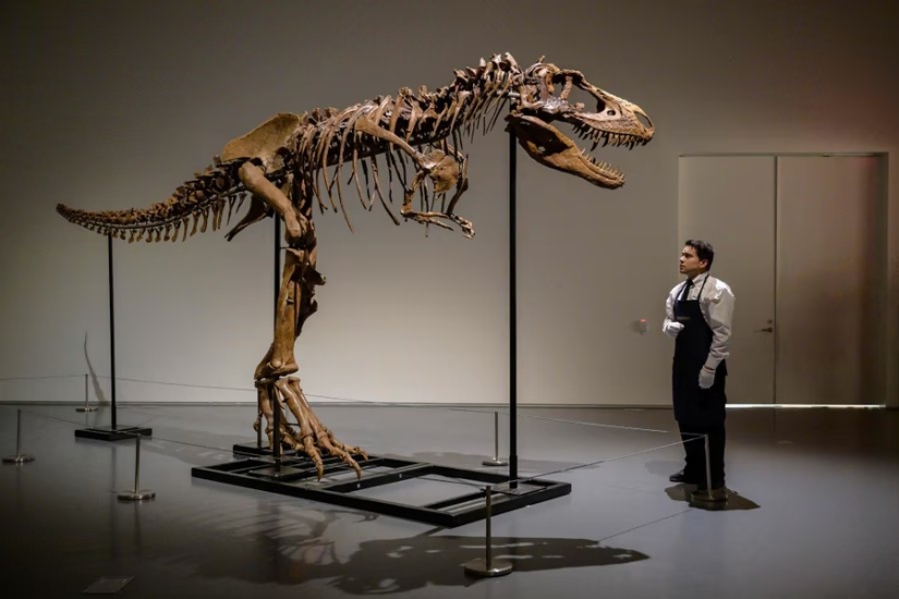 Fotos de la semana: Oil Wrestling, Flaming Bull, Gorgosaurus Sale