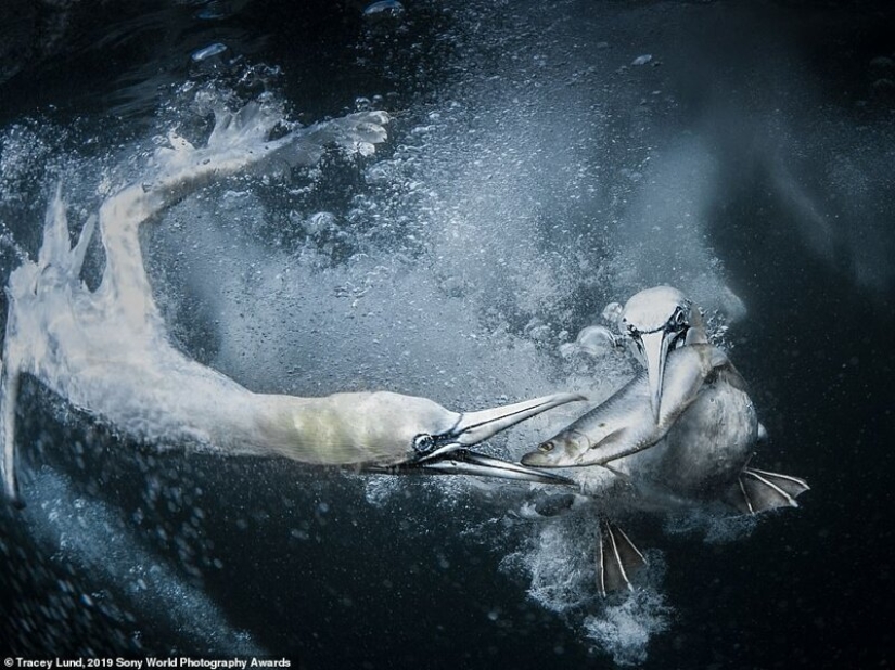 Fotos impresionantes: los mejores trabajos de los Sony World Photography Awards 2019