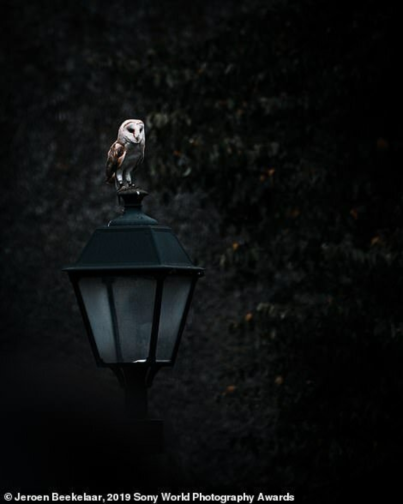 Fotos impresionantes: los mejores trabajos de los Sony World Photography Awards 2019