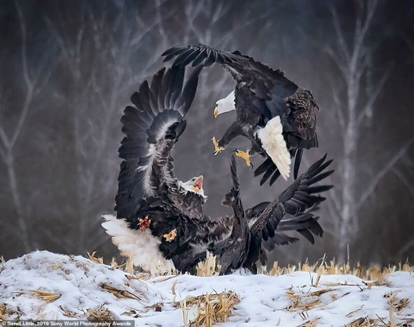 Fotos impresionantes: los mejores trabajos de los Sony World Photography Awards 2019