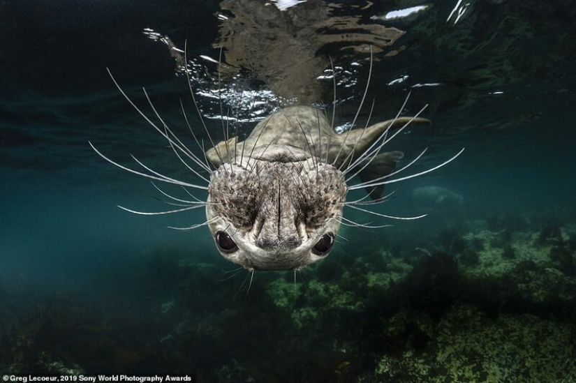 Fotos impresionantes: los mejores trabajos de los Sony World Photography Awards 2019