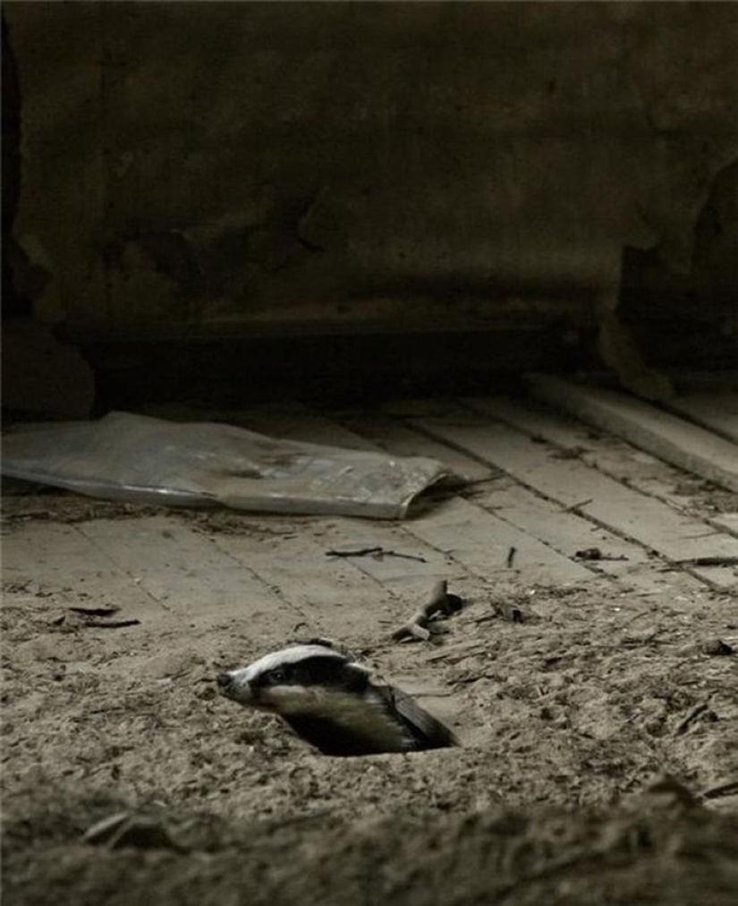 Fotos mágicas de casas abandonadas ocupadas por animales salvajes