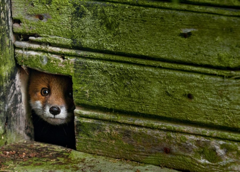 Fotos mágicas de casas abandonadas ocupadas por animales salvajes