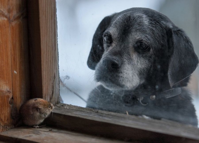 Fotos mágicas de casas abandonadas ocupadas por animales salvajes
