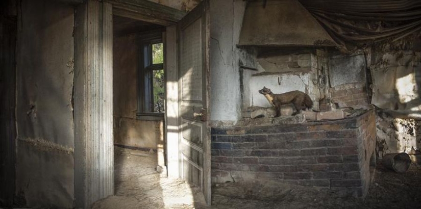 Fotos mágicas de casas abandonadas ocupadas por animales salvajes