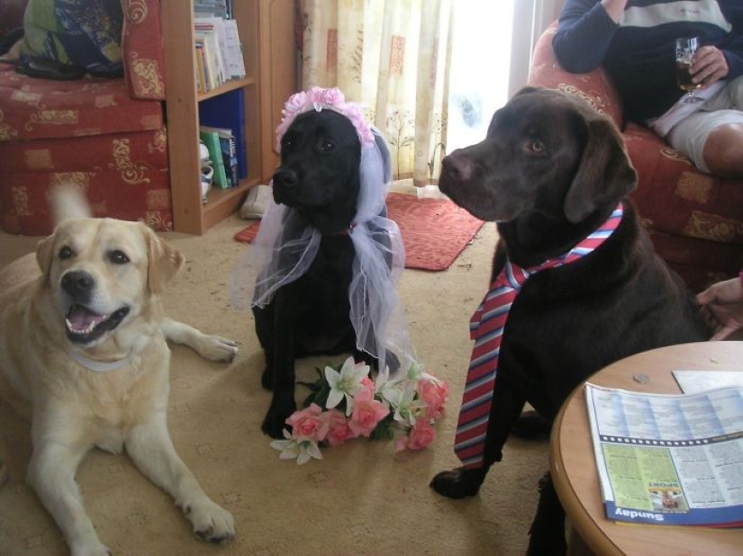Four-legged happiness: what life is like when there are more than two dogs in the house