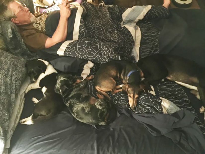 Four-legged happiness: what life is like when there are more than two dogs in the house