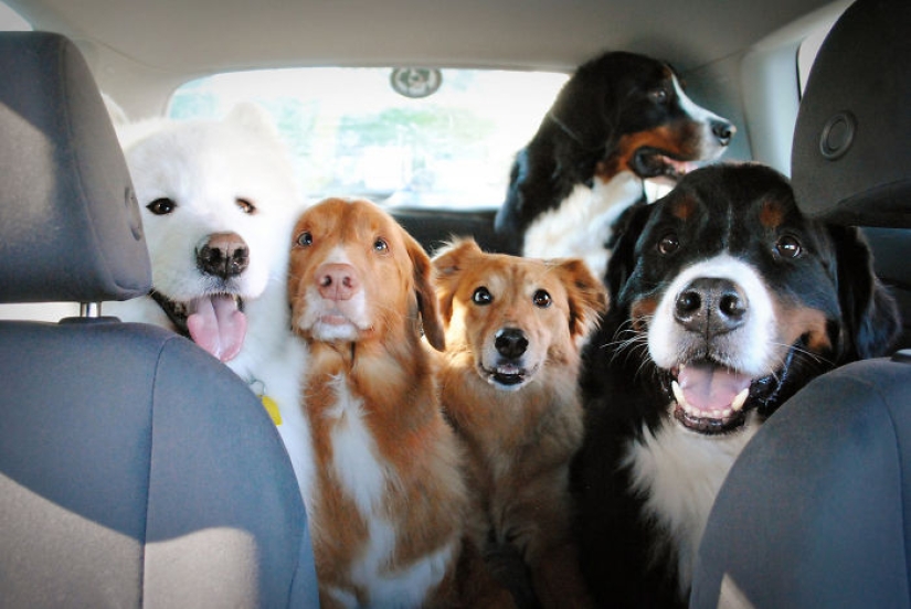 Four-legged happiness: what life is like when there are more than two dogs in the house