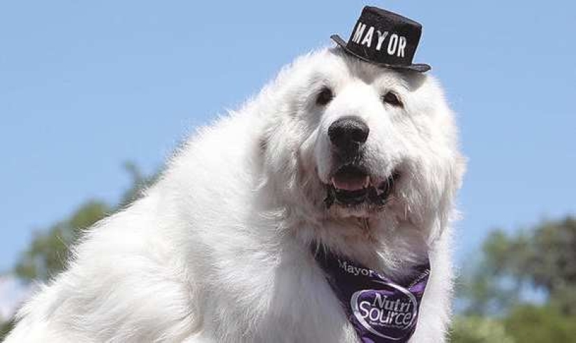 Four times re-elected dog mayor from the USA will leave his post for retirement