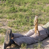 Friendship between meerkats and photographer