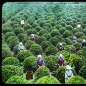 From the bush to the consumer: how tea production took place in Japan at the beginning of the XX century