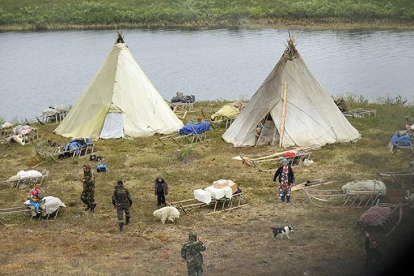 Fuera de la tundra: cómo Nenets celebrar la boda