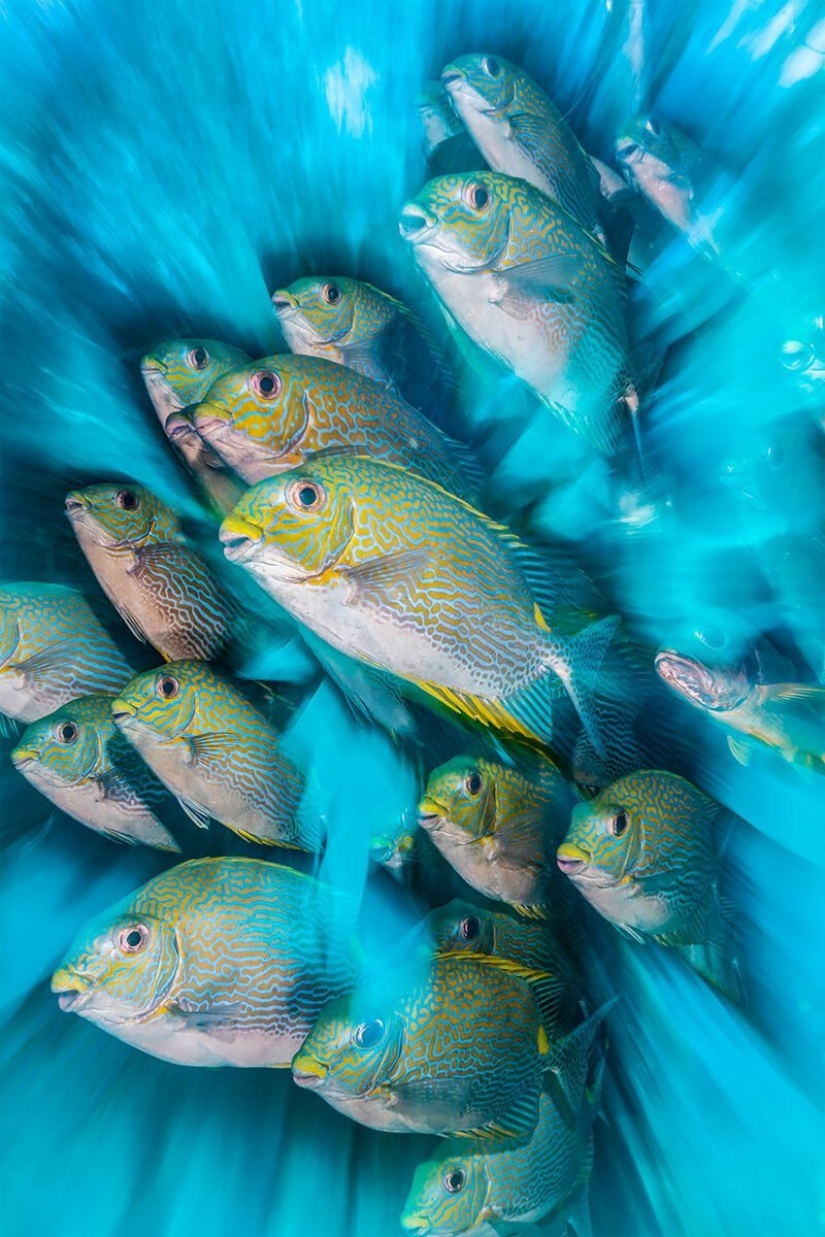 Full immersion: the best photos of the underwater world 2020