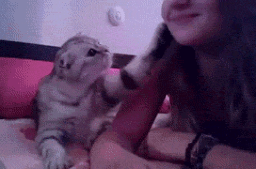 Funny animals that need the attention of the owner right now Funny animals that need the attention of the owner right now