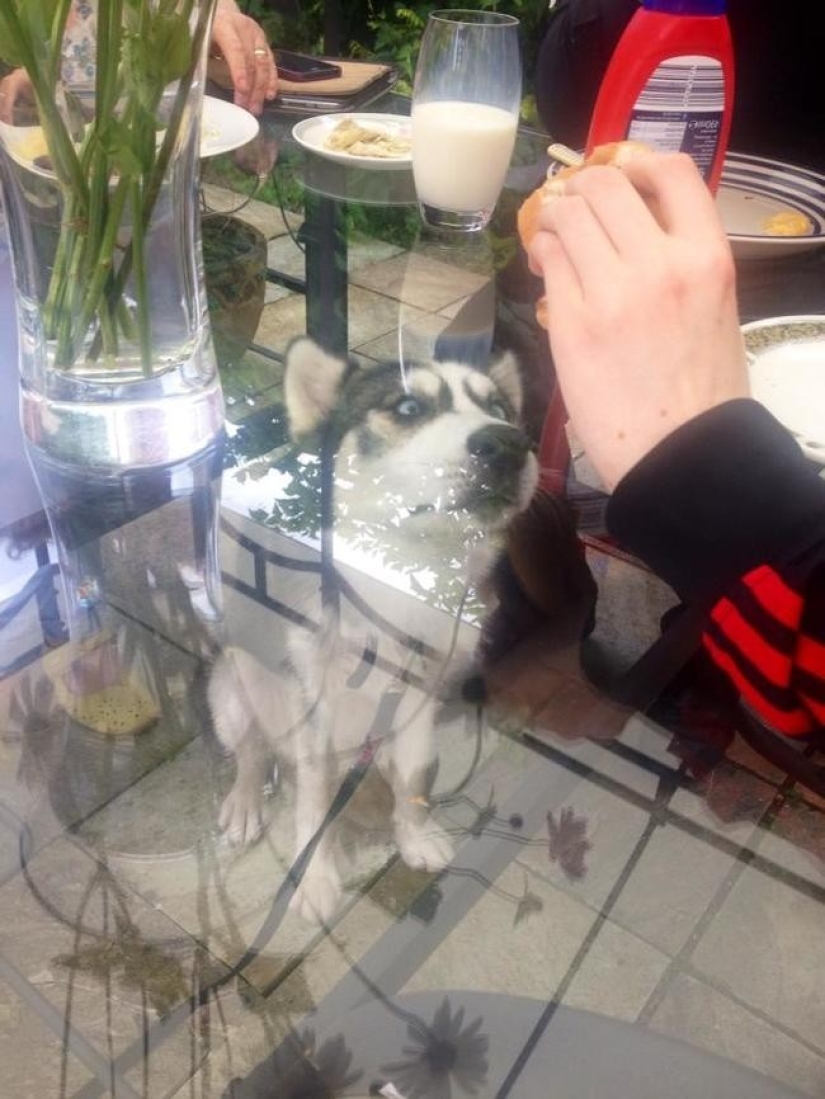 Funny animals that need the attention of the owner right now Funny animals that need the attention of the owner right now