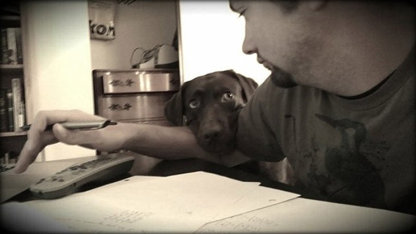 Funny animals that need the attention of the owner right now Funny animals that need the attention of the owner right now