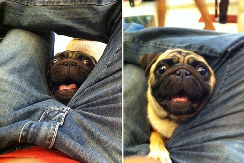 Funny animals that need the attention of the owner right now Funny animals that need the attention of the owner right now